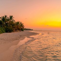 Peaceful tropical beach scene at sunset with lush palm trees and golden sky.